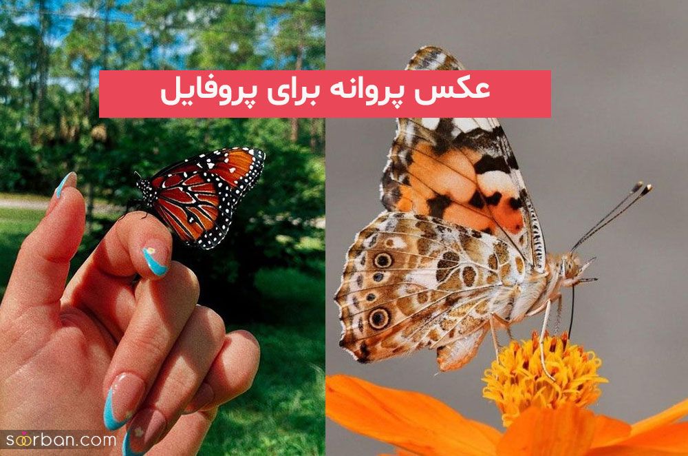 برای شمایی که به دنبال عکس پروانه برای پروفایل 2023; زیبا و بدون متن هستید!