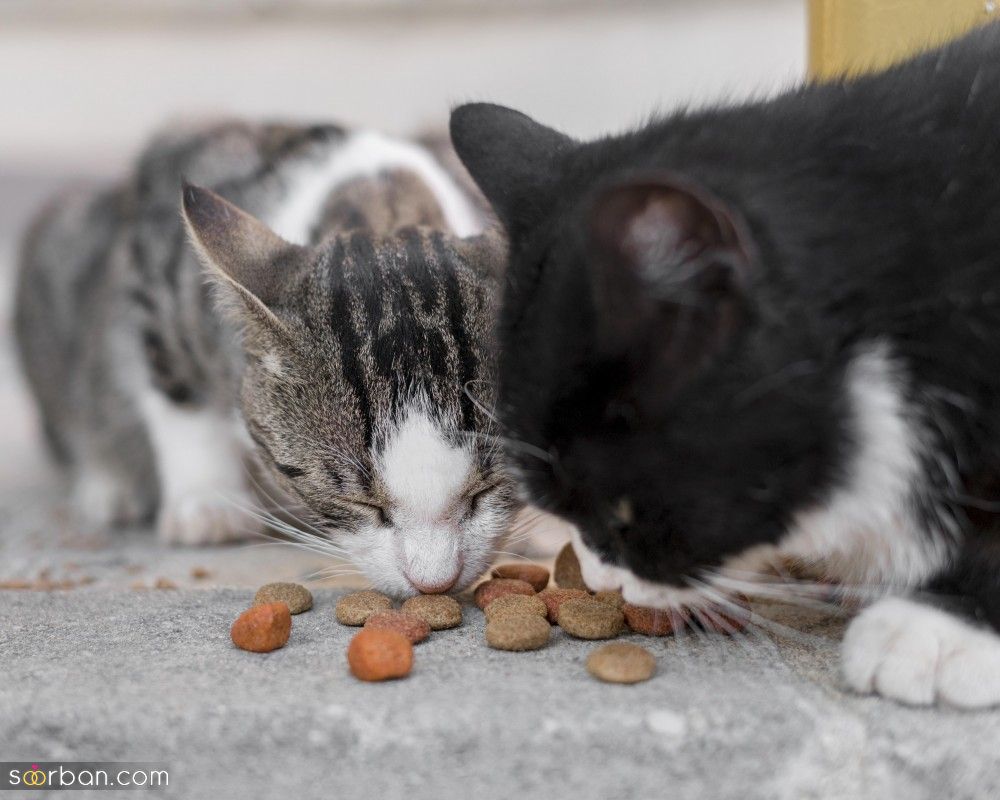 خوشمزه ترین غذای خشک گربه کدام برند است ؟