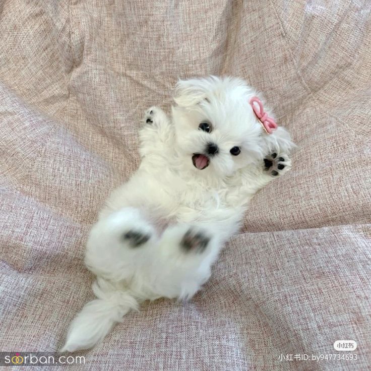 عکس سگ | عکس سگ بامزه - عکس سگ کیوت 2024 برای پروفایل جهت بازی با روح و روان شما!