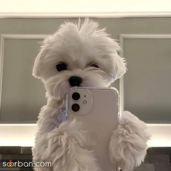 عکس سگ | عکس سگ بامزه - عکس سگ کیوت 2024 برای پروفایل جهت بازی با روح و روان شما!