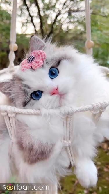 عکس گربه برای پروفایل | عکس گربه برای پروفایل 2024 - عکس گربه ناز و ملوس که دلتون رو میبره!