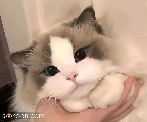 عکس گربه برای پروفایل | عکس گربه برای پروفایل 2024 - عکس گربه ناز و ملوس که دلتون رو میبره!