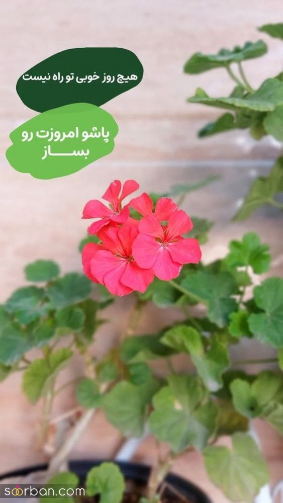 55 ایده دانلود عکس صبح بخیر زیبا برای استوری بلاگر