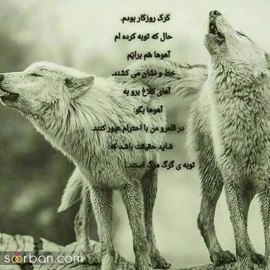 40 عکس گرگ فوق العاده خفن و خیره کننده برای خاص ترین پروفایل