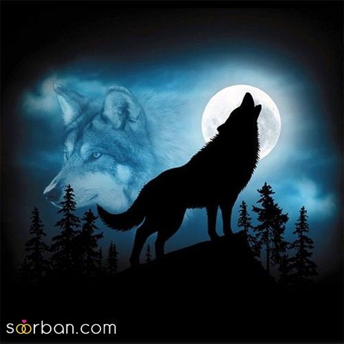 40 عکس گرگ فوق العاده خفن و خیره کننده برای خاص ترین پروفایل