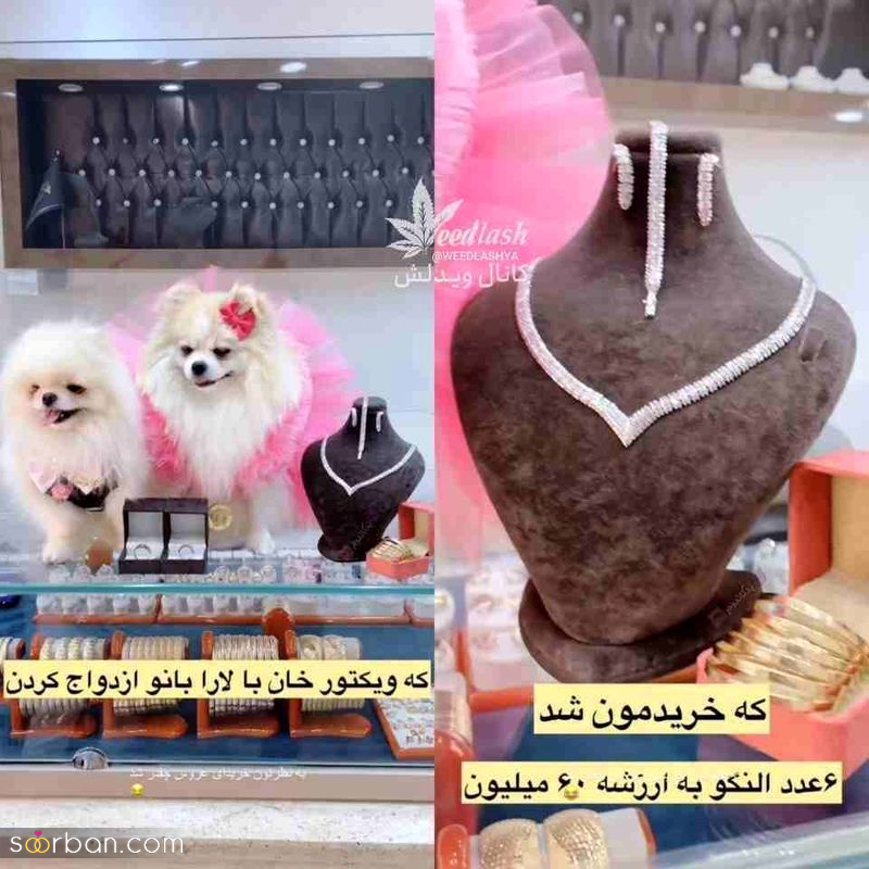 تصاویری از عروسی جنجالی ۲ سگ میلیاردر در تهران! جنون تجمل‌گرایی یا ایده تبلیغ احمقانه؟!
