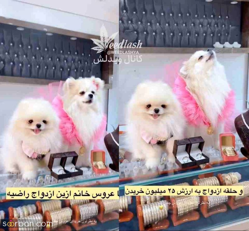تصاویری از عروسی جنجالی ۲ سگ میلیاردر در تهران! جنون تجمل‌گرایی یا ایده تبلیغ احمقانه؟!