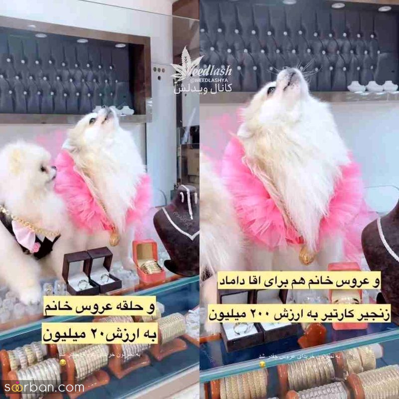 تصاویری از عروسی جنجالی ۲ سگ میلیاردر در تهران! جنون تجمل‌گرایی یا ایده تبلیغ احمقانه؟!