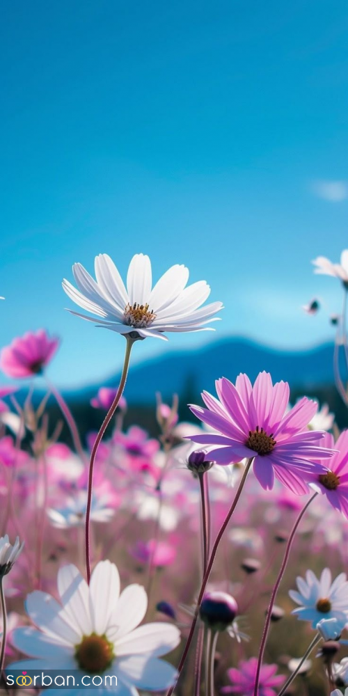 عکس بهار | ۲۵ عکس بهار چشم‌نواز و دیدنی مناسب برای پروفایل و استوری نوروزی ۱۴۰۴ (با کیفیت بالا و دانلود راحت)