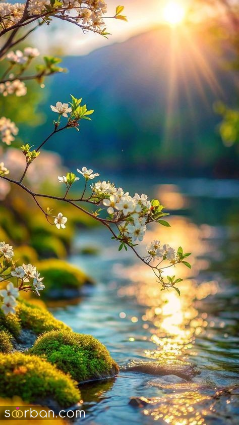 عکس بهار | ۲۵ عکس بهار چشم‌نواز و دیدنی مناسب برای پروفایل و استوری نوروزی ۱۴۰۴ (با کیفیت بالا و دانلود راحت)