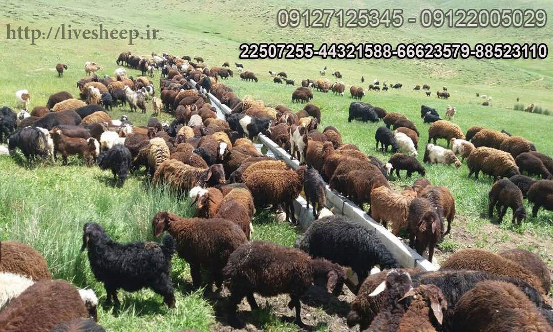 خرید گوسفند زنده از مراکز معتبر در تهران