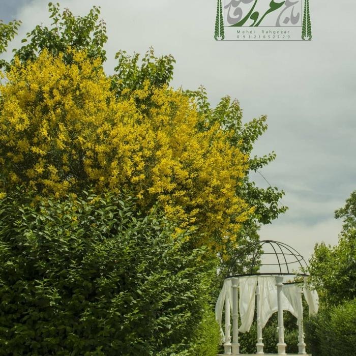 باغ عروس قاصدک شهریار12