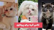 عکس گربه برای پروفایل 1402 بسیار زیبا و ملوس (رنگ های متنوع)