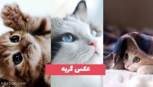جدیدترین عکس گربه 1402 ملوس و زیبا برای پروفایل