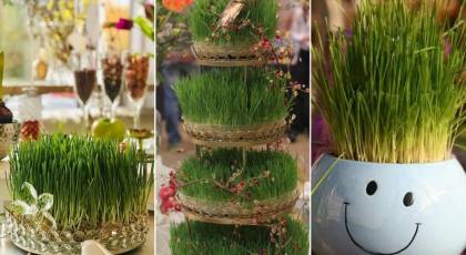طرز تهیه سبزه گندم برای عید در ۳ سوت ؛ ۱۰ ترفند حرفه‌ای برای سبزه‌ای پرپشت و سورپرایز کردن مهمانان!